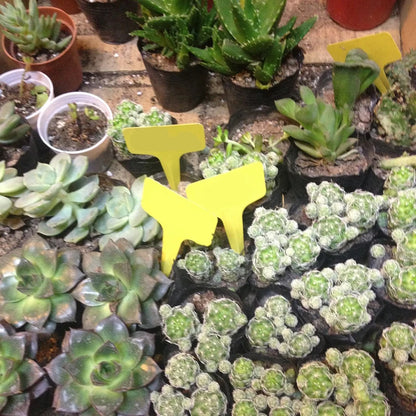 50pcs/100pcs 6x10cm Plastic Plant T-Type Tags Waterproof PVC Markers Nursery Garden Labels Reusable UV Resistant